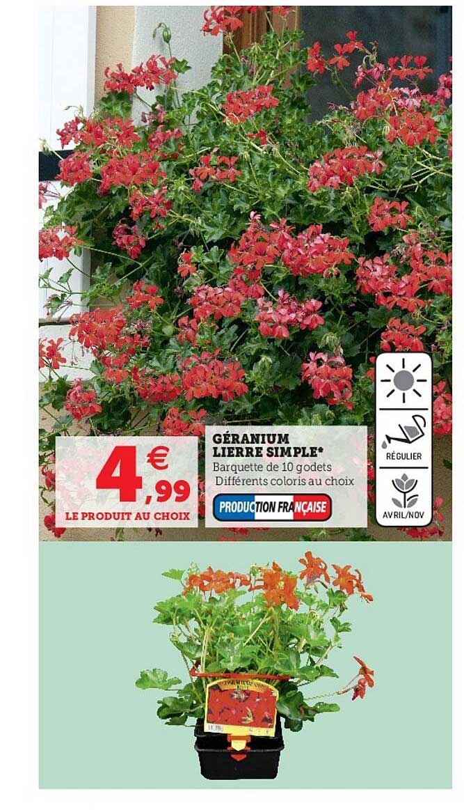 géranium lierre simple