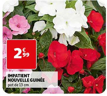 impatient nouvelle guinée