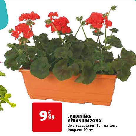 jardinière géranium zonal