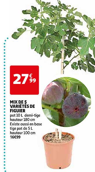 mix de 5 variétés de figuier