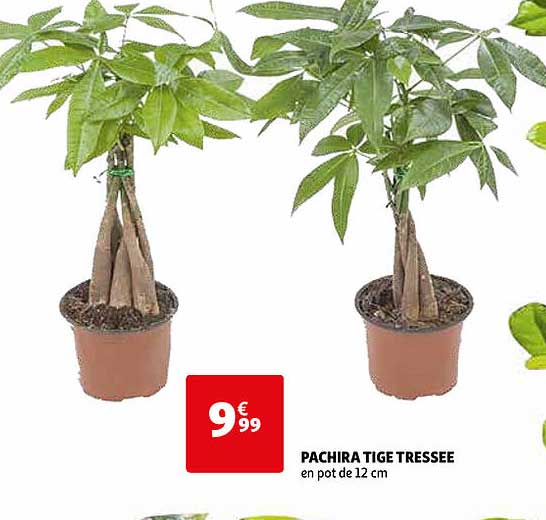 pachira tige tressée