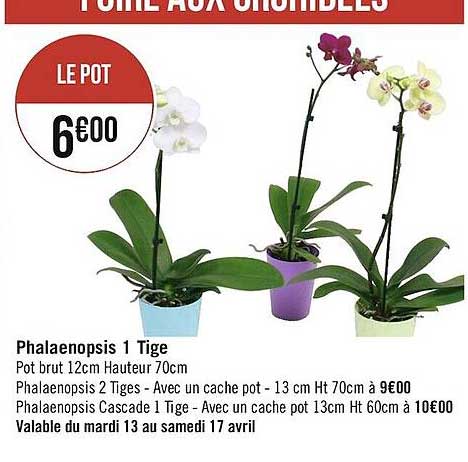 phalaenopsis 1 tige