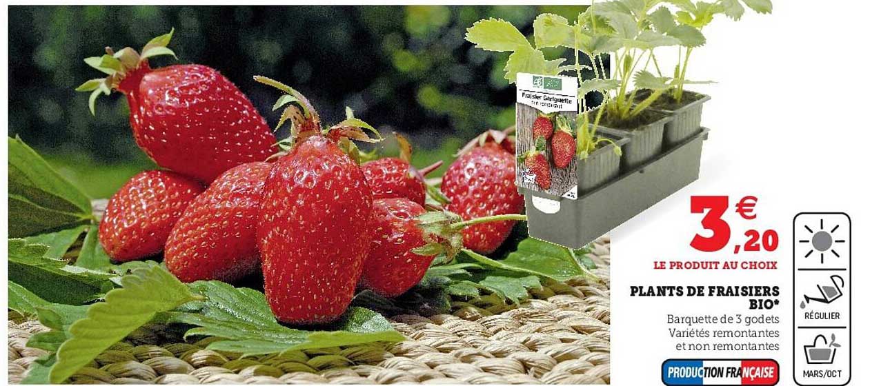 plants de fraisiers bio
