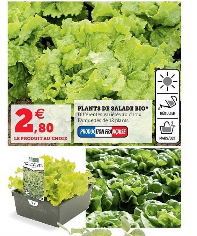 plants de salade bio