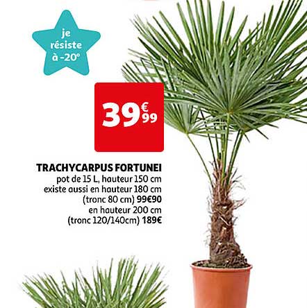 trachycarpus fortunei