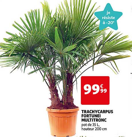 tranchycarpus fortunei multitronc