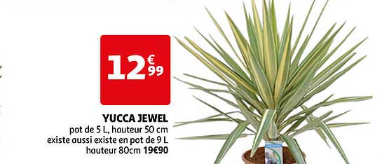yucca jewel