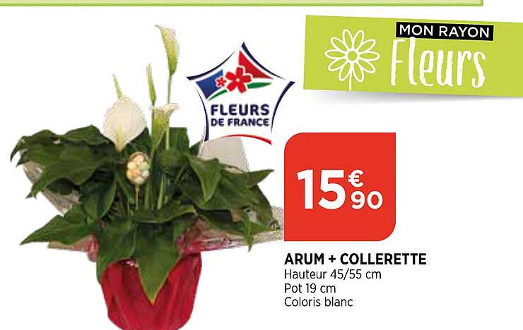 arum + collerette