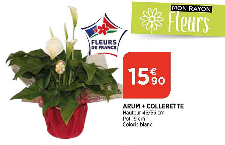 arum + collerette
