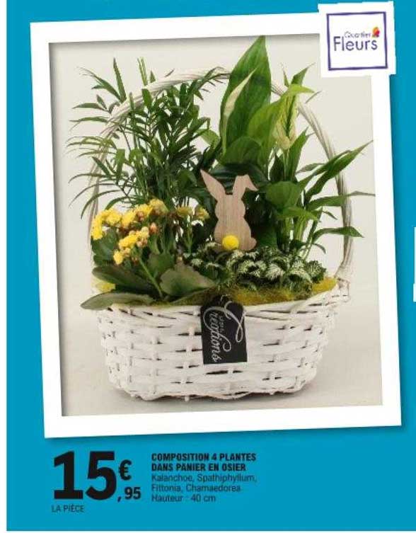 composition 4 plantes dans panier en osier