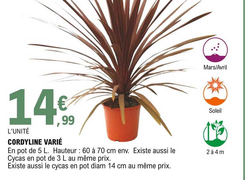 cordyline varié