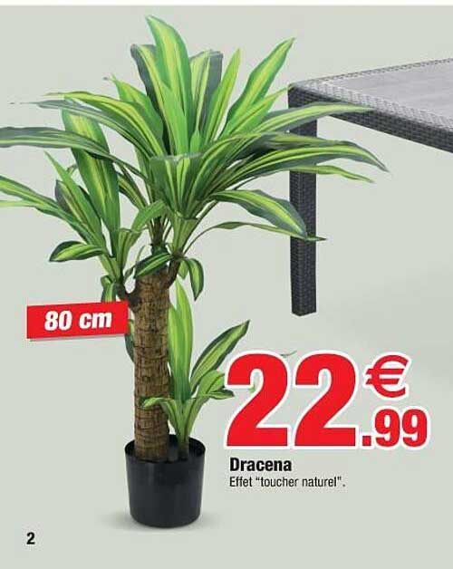 dracena