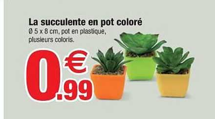 la succulente en pot coloré