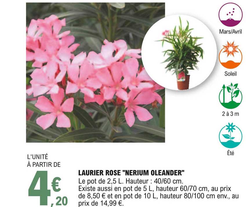 laurier rose "nerium oleander"