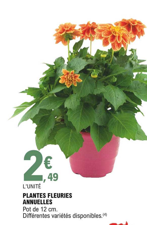 plantes fleuries annuelles