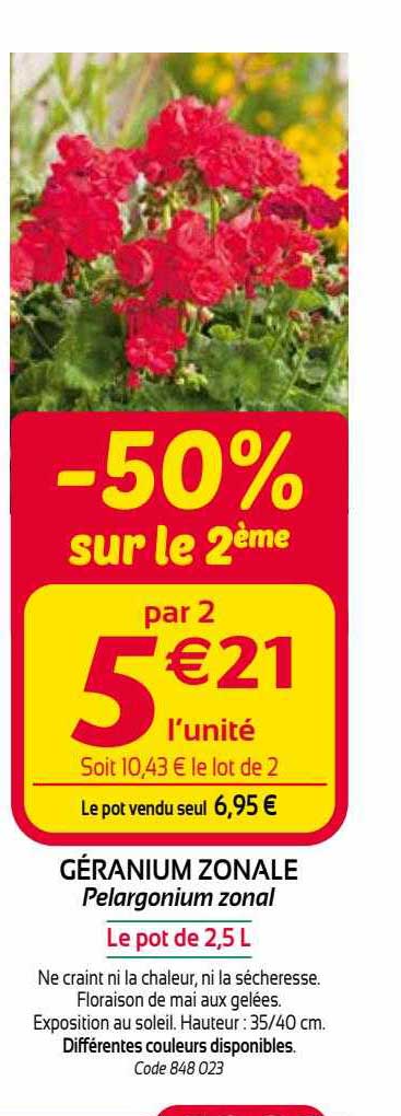 géranium zonale