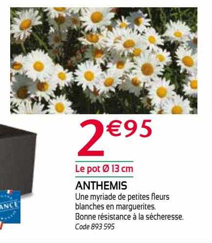 anthemis