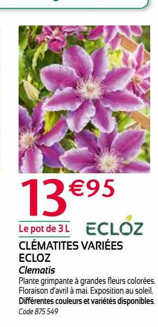 clématites variées ecloz