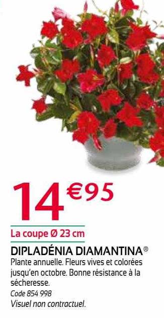 dipladénia diamantina