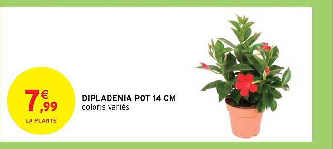 Dipladenia Pot 14 Cm
