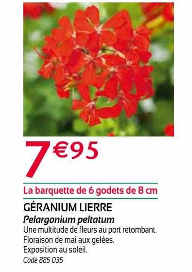 géranium lierre