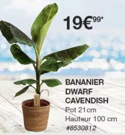 bananier dwarf cavendish