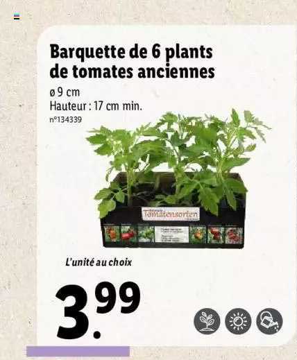 barquette de 6 plants de tomates anciennes