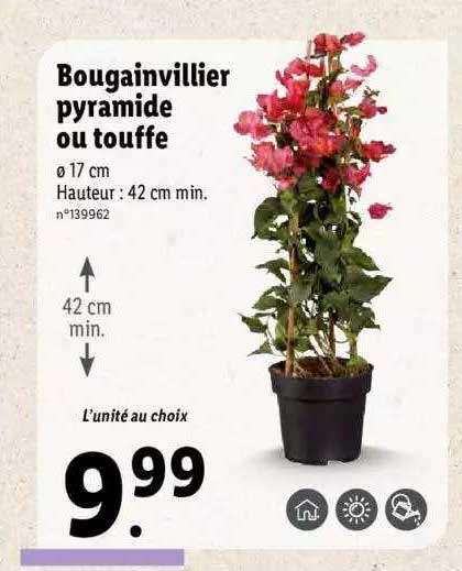 bougainvillier pyramide ou touffe