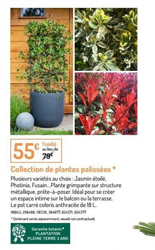 Collection De Plantes Palisées