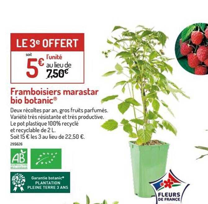 framboisiers marastar bio botanic