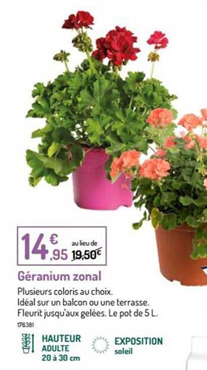 géranium zonal