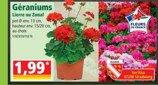 géraniums lierre ou zonal