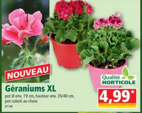 géraniums xl