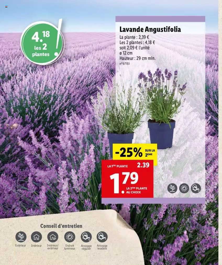 lavande angustifolia -25% sur la 2ème