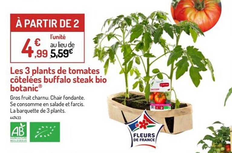 les 3 plants de tomates côtelées buffalo steak bio botanic