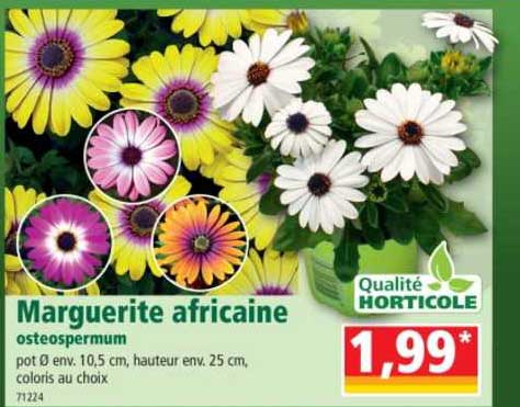 Marguerite Africaine