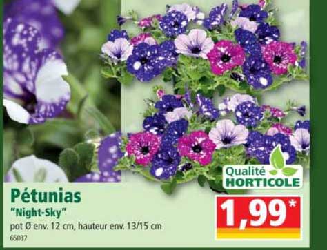 pétunias "night-sky"