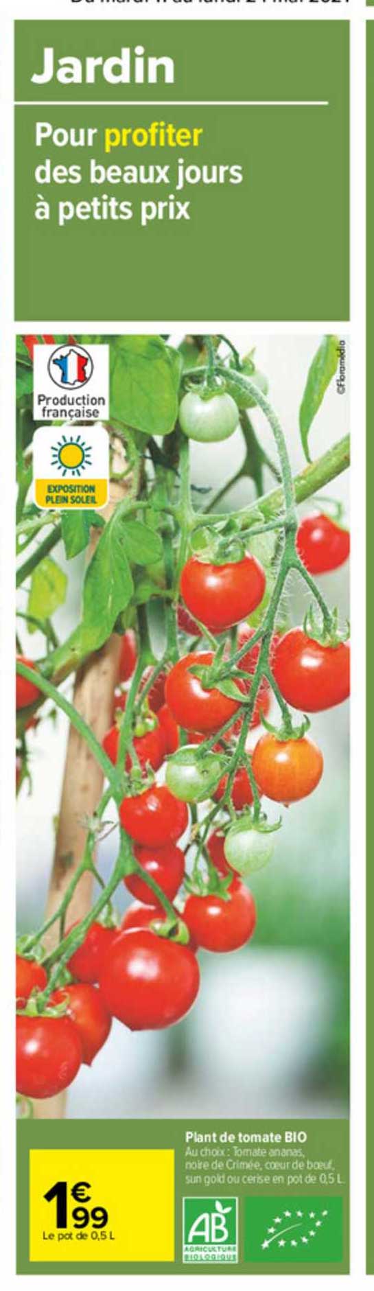 plant de tomate bio