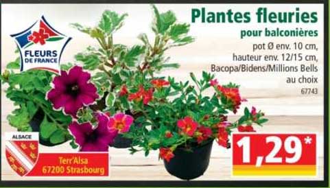 plantes fleuries pour balconières