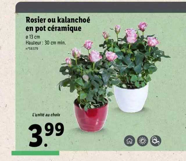 Rosier Ou Kalanchoé En Pot Céramique