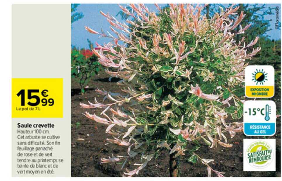saule crevette