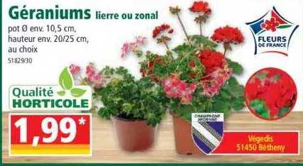 géraniums lierre ou zonal