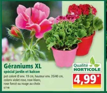 géraniums xl spécial jardin et balcon