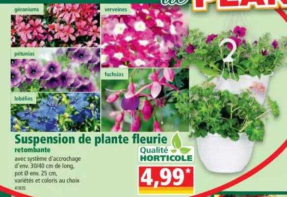 suspension de plante fleuries