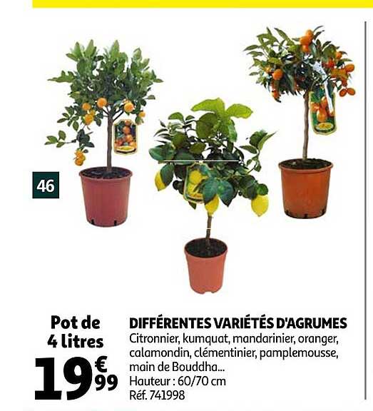 différentes variétés d'agrumes