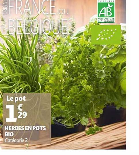 herbes en pots bio