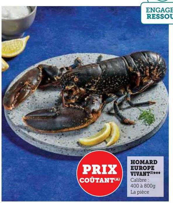 homard europe vivant