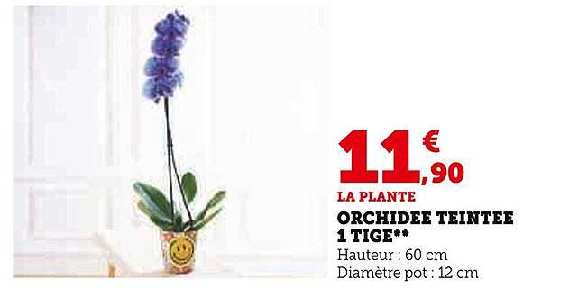 orchidée teintée 1 tige