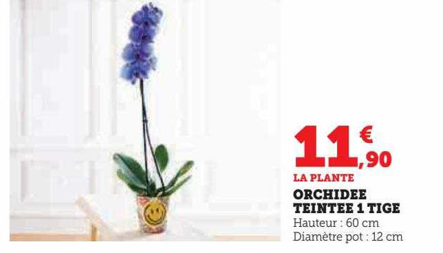 orchidée teintée 1 tige