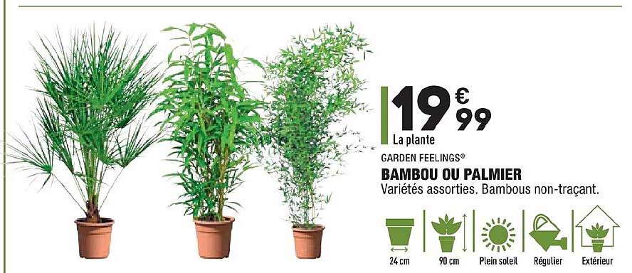 bambou ou palmier garden feelings